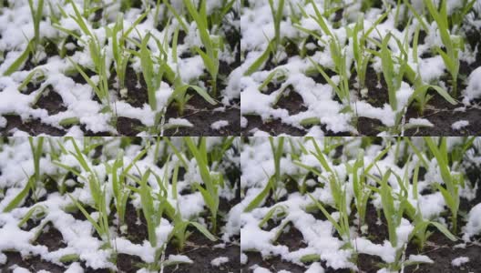 绿油油的草地上覆盖着一层雪，在春季降雪期间特写。高清在线视频素材下载