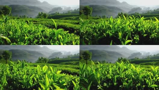 印度喀拉拉邦穆纳尔茶树上的年轻绿茶叶子高清在线视频素材下载