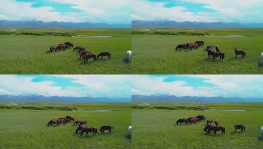 在草原上吃草的一群马高清在线视频素材下载