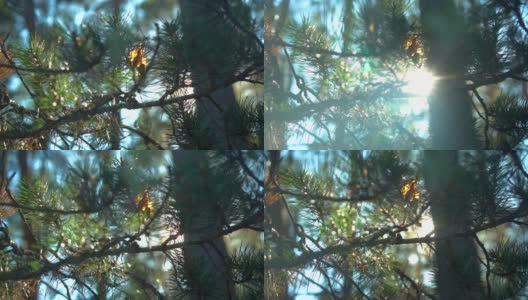 苍翠的冷杉，近距离的松枝细部锐利，长长的针叶微距高清在线视频素材下载