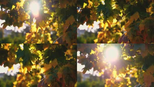 阳光照耀的树梢和飘落的秋叶高清在线视频素材下载