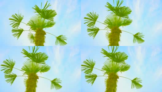 阳光明媚的蓝天下的棕榈树。热带植物。假期的概念。夏季旅行。在海滩上放松。高清在线视频素材下载