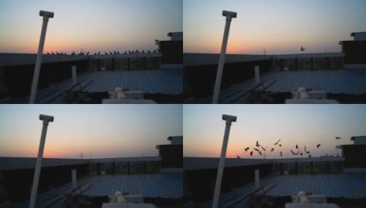 鸽子或家鸽或家鸽或岩鸽或岩鸽在屋顶。日落时分，一群鸽子坐在露台上。高清在线视频素材下载