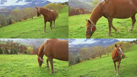 在乌克兰喀尔巴阡山脉，一匹优雅的马正在吃草，享受温暖的秋日阳光高清在线视频素材下载