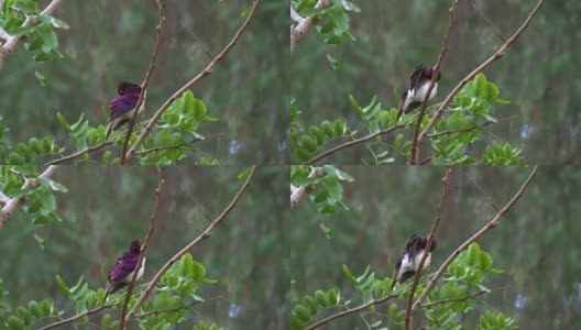 美丽的紫色椋鸟在树顶清洁自己高清在线视频素材下载