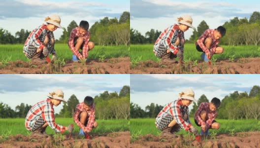 孩子和妈妈在稻田和蓝天的土壤上种植这棵树高清在线视频素材下载