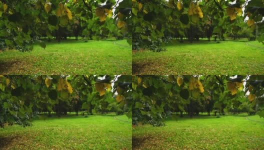 绿色和黄色的椴树树叶随着微风摇摆高清在线视频素材下载