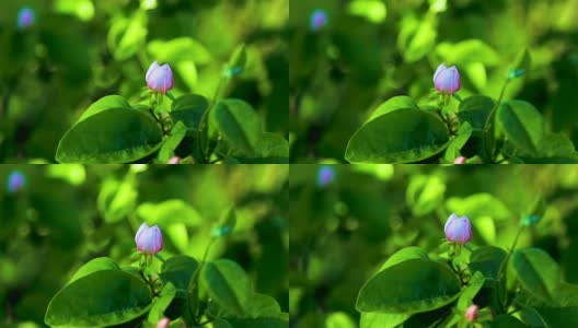 树枝上挂着粉红色的苹果花蕾，在风中摇曳高清在线视频素材下载