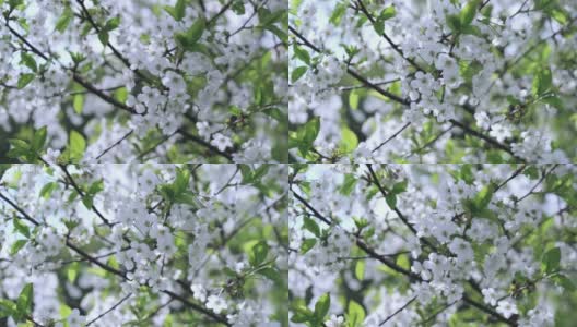 白色的樱花在春日的阳光下盛开在樱桃树上，特写镜头高清在线视频素材下载