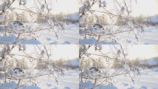 美丽的冻草在冬天的阳光下结出雪花晶体，阳光洒在雪天冬天的风景上。自然背景与闪闪发光的雪下的植物。寒冷的冬天的早晨。背光。关闭了。宏。高清在线视频素材下载