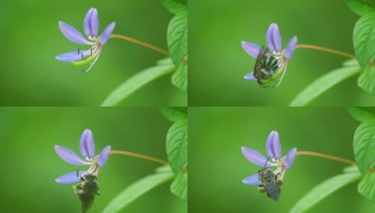 花上的蓝带蜜蜂高清在线视频素材下载