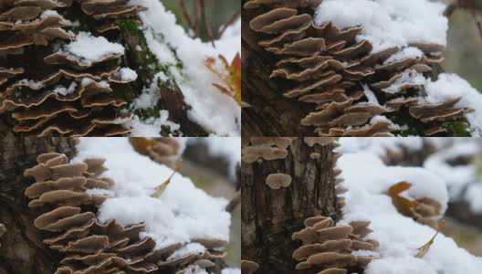 树干上的多孔蘑菇高清在线视频素材下载