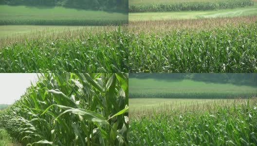农业。玉米田。高清在线视频素材下载