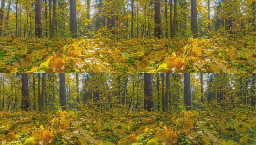 autumn forest and the sun, time-lapse panorama高清在线视频素材下载