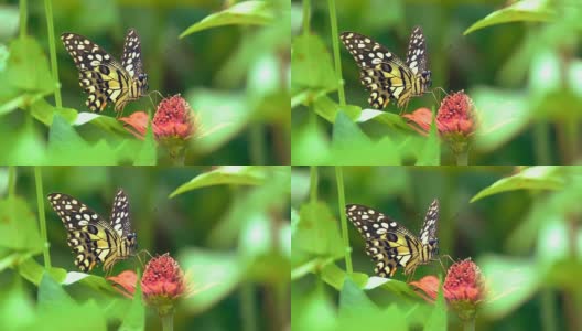 美丽的黄白黑相间的蝴蝶在花上飞舞高清在线视频素材下载