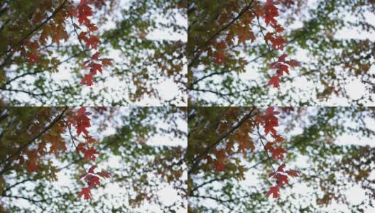 摇晃着秋天的树叶在十月的宾夕法尼亚州的树枝上沙沙作响高清在线视频素材下载