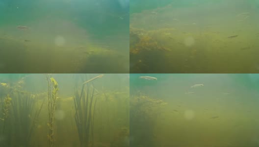 水下的一群淡水鱼高清在线视频素材下载