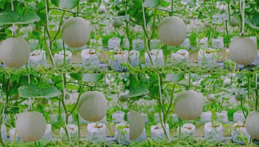 日本瓜或绿瓜高清在线视频素材下载