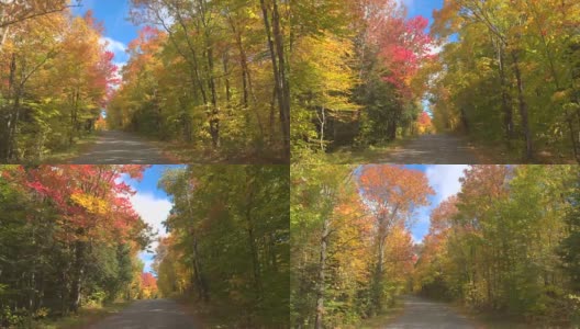 POV:在秋天阳光明媚的日子里，开车经过秋天森林里令人惊叹的彩色树木高清在线视频素材下载