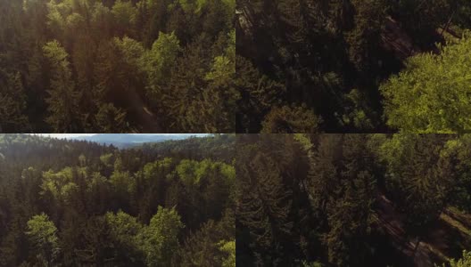 飞过森林。森林从上面高清在线视频素材下载