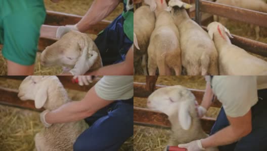 兽医检查羊和饲养员标记她的红色高清在线视频素材下载