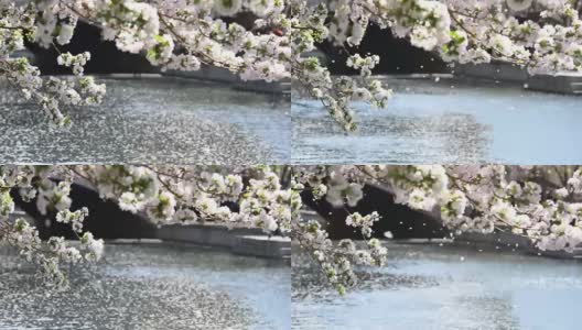 海棠花在北京盛开，非常美丽高清在线视频素材下载