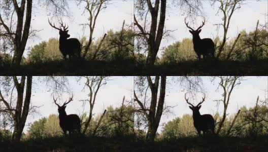 森林里一只梅花鹿的剪影高清在线视频素材下载
