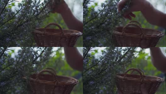 一名男子在篮子里收集迷迭香花，用于医疗和沙拉高清在线视频素材下载