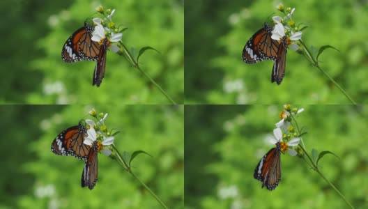 黑脉金斑蝶在雏菊上高清在线视频素材下载
