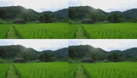 泰国北部绿意盎然的稻田里的一所房子高清在线视频素材下载
