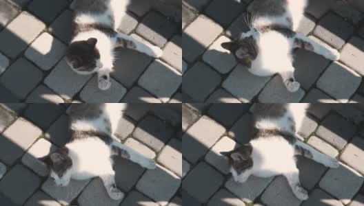 有趣的猫在阳光明媚的户外玩耍高清在线视频素材下载