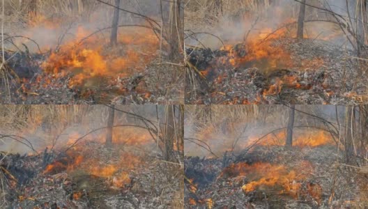 自然界有危险的野火，烧干草。森林空地上烧焦了黑色的草高清在线视频素材下载