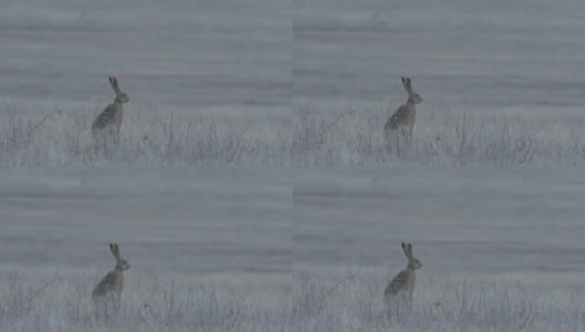 欧洲野兔(Lepus europaeus)，也称为棕色野兔，产于俄罗斯高清在线视频素材下载