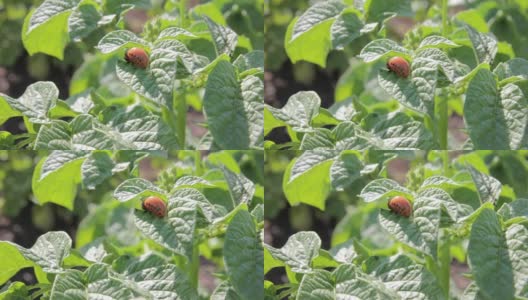 马铃薯丛上的科罗拉多马铃薯甲虫幼虫特写镜头。花园里的害虫控制。昆虫摧毁农作物。科罗拉多甲虫幼虫-农业害虫。高清在线视频素材下载