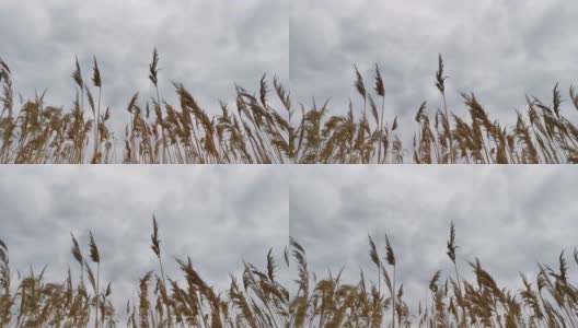 芦苇天空灰蒙蒙的秋景高清在线视频素材下载