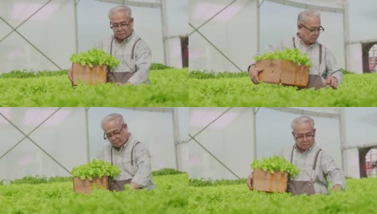 亚洲老年男性企业家观察在水培农场种植有机芝麻菜。水菜共生农场的平板，可持续商业人工照明，有机蔬菜种植的概念高清在线视频素材下载