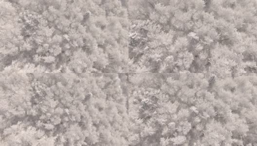 从上到下:斯洛文尼亚乡村的浓密森林覆盖着原始的粉状雪。高清在线视频素材下载