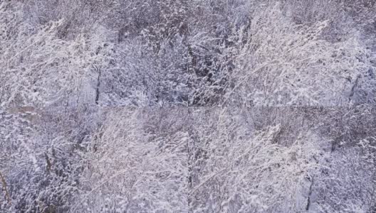 微风中覆盖着雪的干燥的野生鹅足灌木丛高清在线视频素材下载
