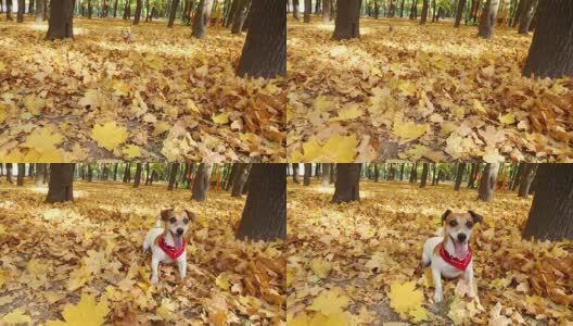 美丽的可爱的狗。秋天走了。视频高清在线视频素材下载