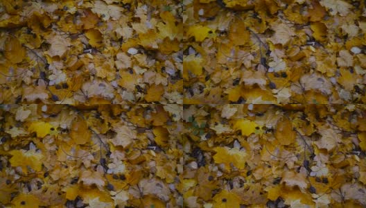 秋天。秋天公园里的黄叶高清在线视频素材下载
