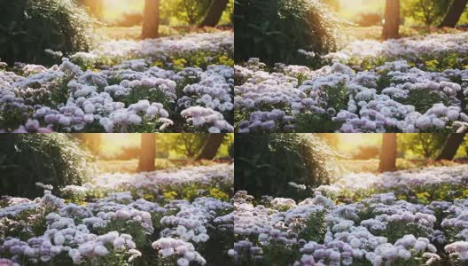 多莉拍摄自然界的菊花花坛高清在线视频素材下载