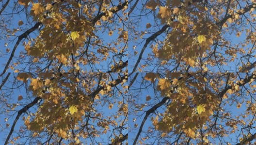 秋天的枫叶在风中飘动高清在线视频素材下载