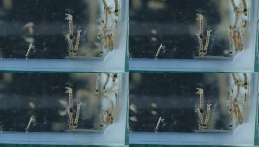 蚊子、幼虫及蛹在实验所受污染的水中进行教育。高清在线视频素材下载