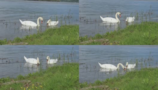 白色哑天鹅在多瑙河游泳高清在线视频素材下载