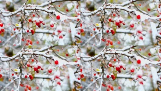 红花楸树枝上覆盖着冬天的第一场雪高清在线视频素材下载