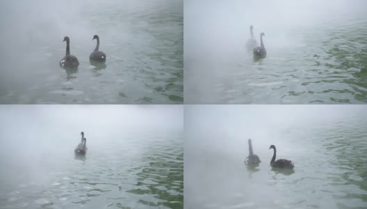 湖边的一对恩爱的天鹅夫妇高清在线视频素材下载