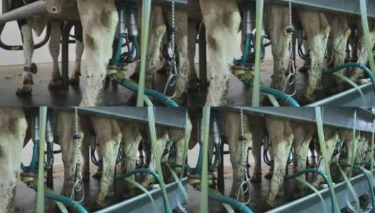 现代奶牛场的挤奶设施高清在线视频素材下载