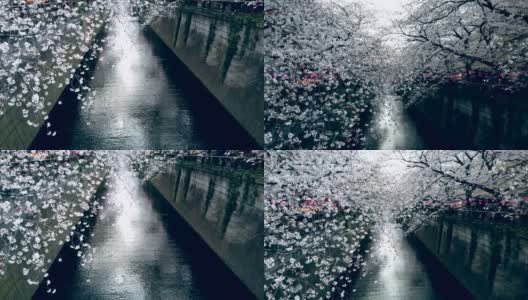 东京目黑运河的樱花高清在线视频素材下载