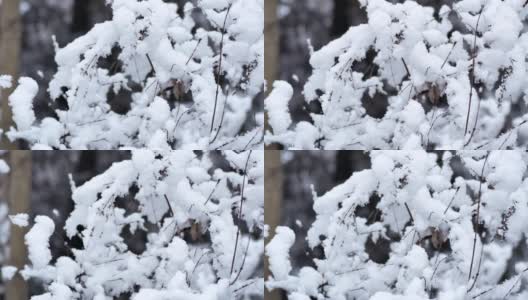 树过雪，枝上积雪高清在线视频素材下载