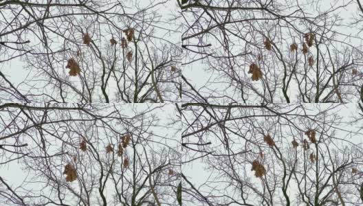 冬天干燥的橡树叶高清在线视频素材下载